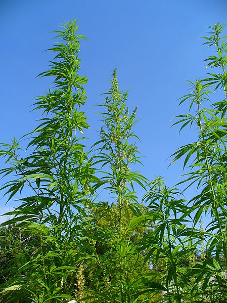 marijuanaplants.jpg