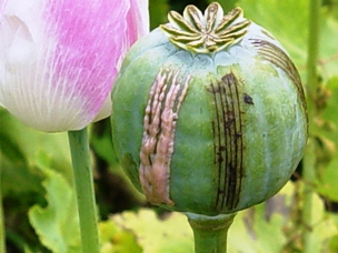 opium poppy--UNODC_1.jpg