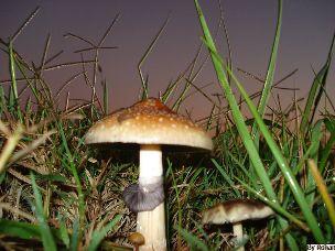 Psilocybe cubensis, the magic mushroom. (Image via Wikimedia.org)