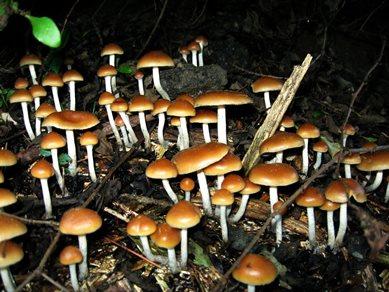 A proposed Oregon initiative would legalize psilocybin for medical use. (Creative Commons)