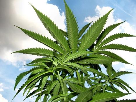 Marijuana-Hemp-Plant-Green-Haze-Herb-1545759 CC Max Pixel_12.jpg