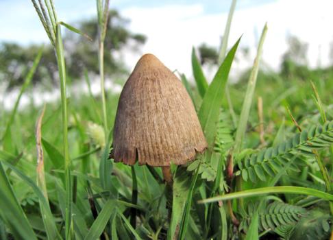 Psilocbye mexicana. A magic mushroom. (Creative Commons)