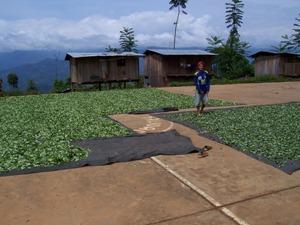 drying coca leaves in Peru's Ayacucho province (Phillip Smith)