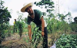 Colombia peasand farmer in his coca field. (DEA)