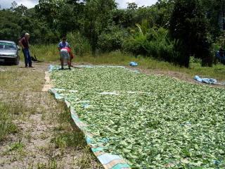 coca leaves drying by highway, Chapare region (Phil Smith for Drug War Chronicle, 2007)