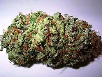 marijuana bud wikimedia_22.jpg