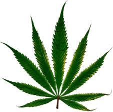 marijuana leaf_106.jpg