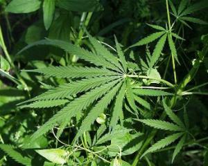 The initiative would allow you to grow six of these or go the pot shop and buy some. (image via wikimedia.org)