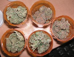 medical marijuana 4 strain 313 x wikim_3.jpg