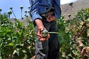 It looks like another bumper opium harvest next spring in Afghanistan. (unodc.org)