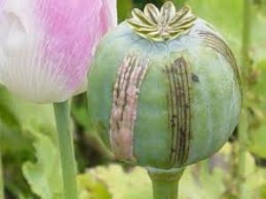 The opium poppy defeated all American efforts to suppress it in Afghanistan, US officials have conceded. (UNODC)