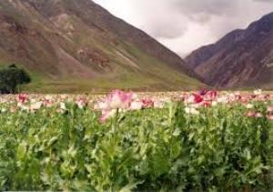 Afghanistan's opium poppy fields have largely vanished in the wake of a Taliban ban. (Creative Commons)