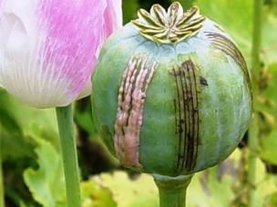 opium poppy--UNODC_0.jpg