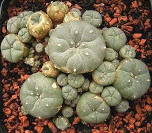 Peyote. Should decriminalization be foregone because of looming shortages? (Creative Commons)