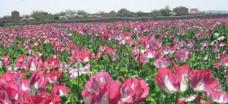 Afghan opium poppy fields bloom (UNODC)
