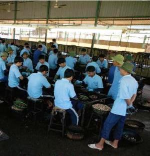 Imprisoned Vietnamese drug users working at a "rehabilitation center" in 2011 (hrw.org)